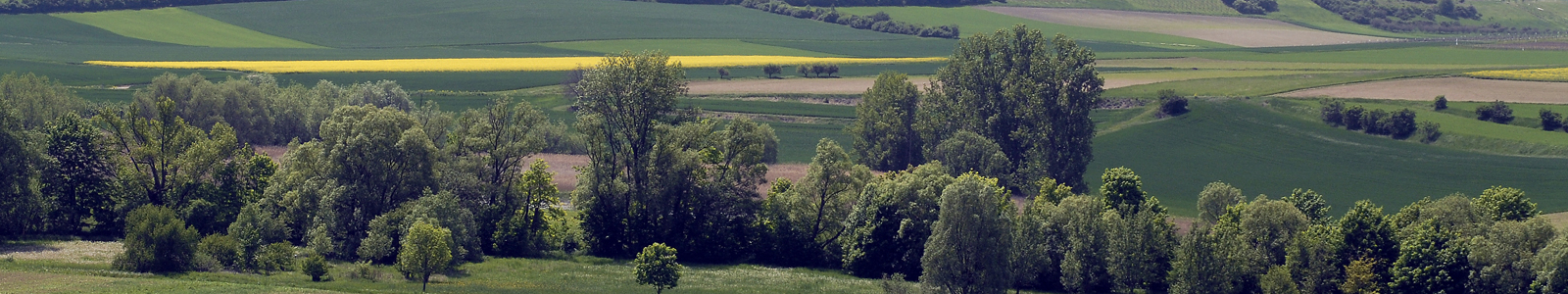 Bäume im Vordergrund, dahinter Felder ©Feuerbach